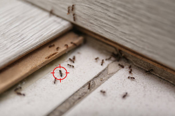Best Affordable Pest Control Services  in Sunset, UT